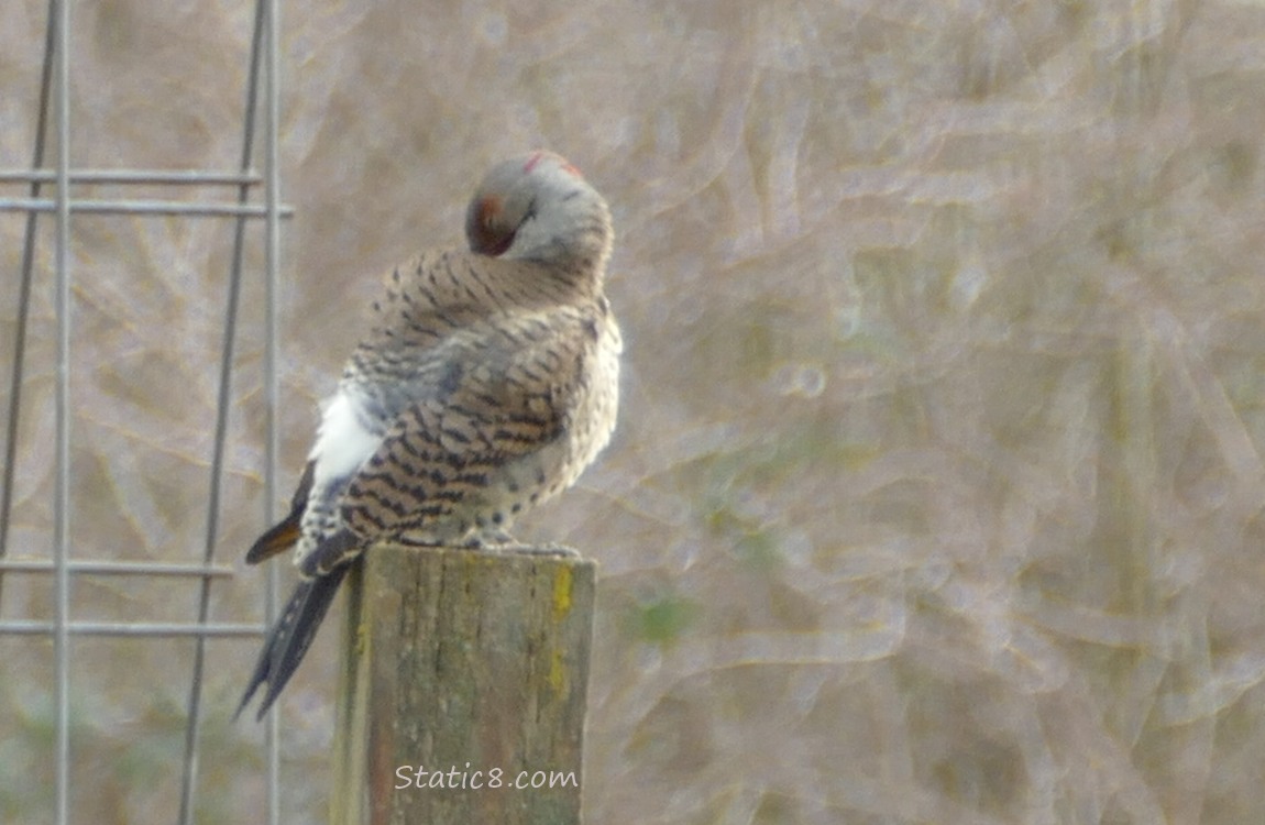 Northern Flicker preening on a wood post