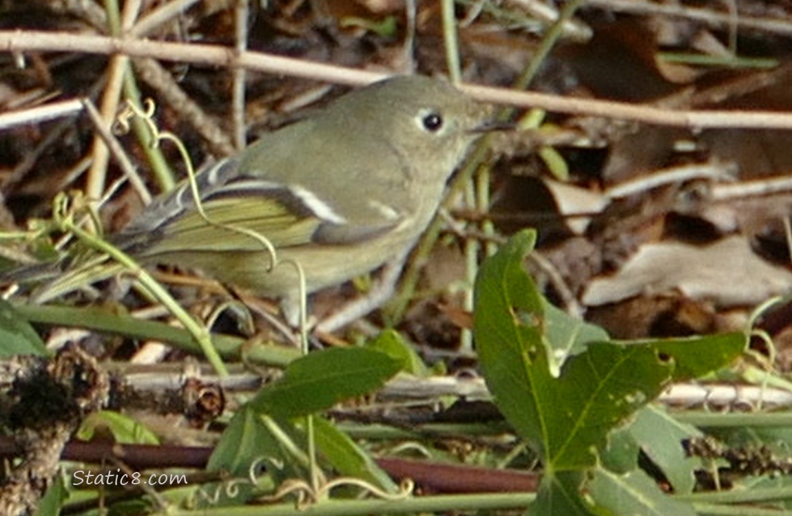 Ruby Crown Kinglet 