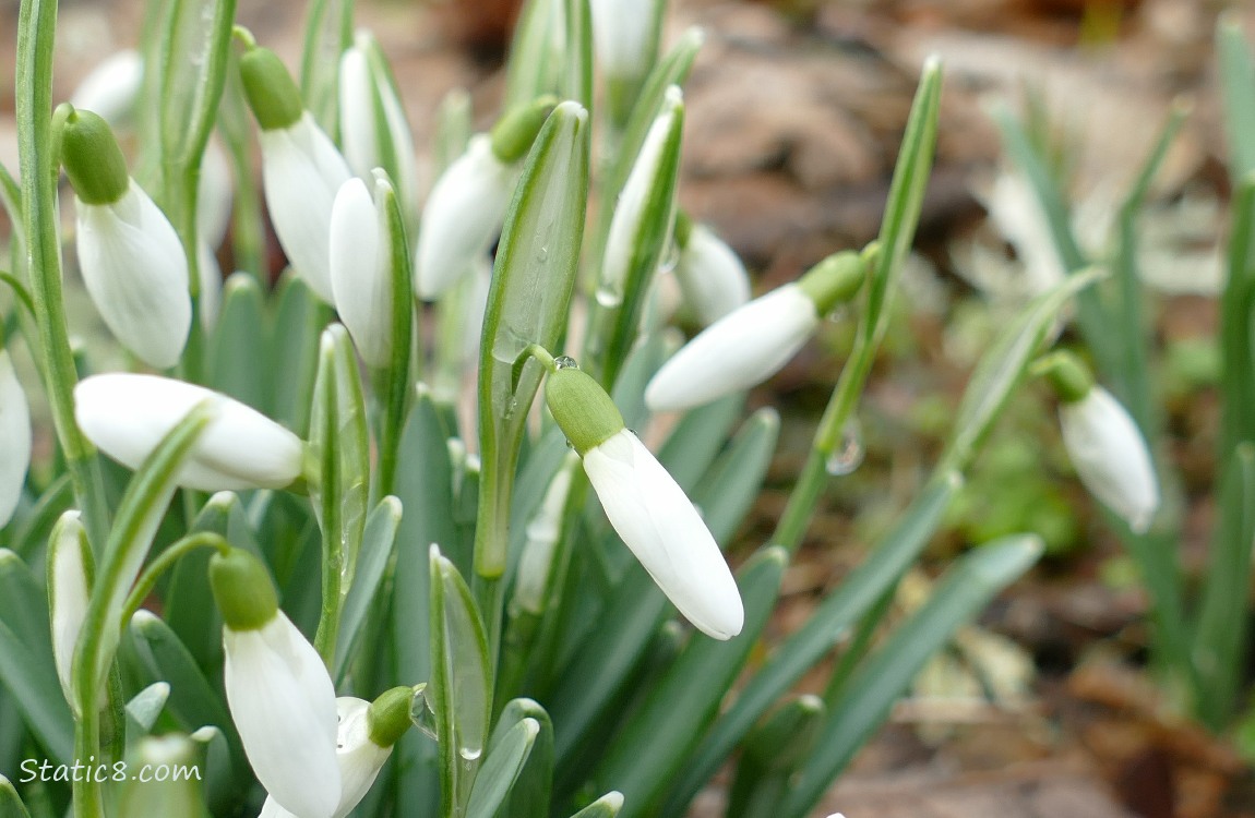 Close up of Snowdrop blooms