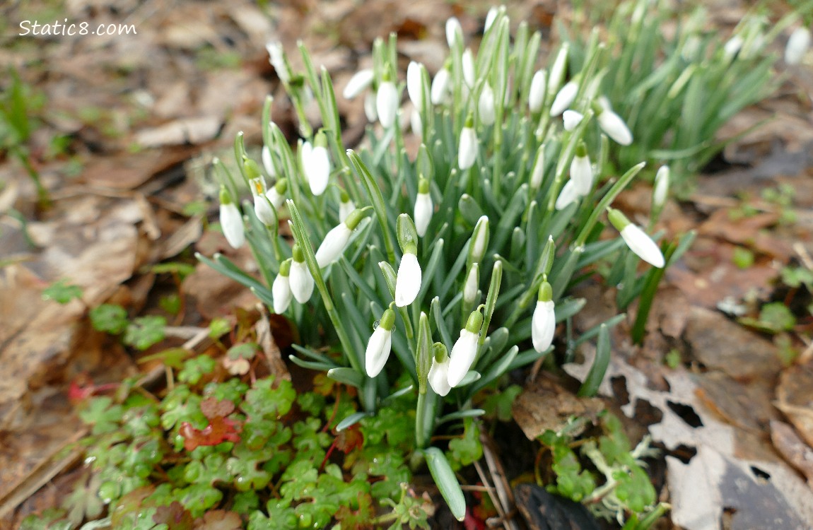 Snowdrop blooms surrounded by fallen leaves