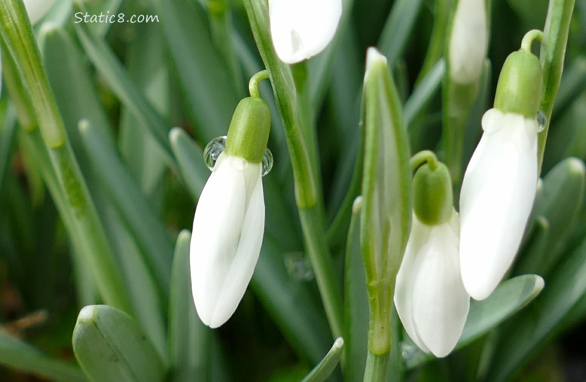 Close up of a drop of rain on a Snowdrop bloom