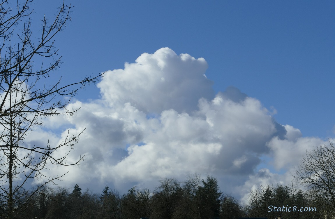 Puffy white clouds over silhouette of winter bare trees