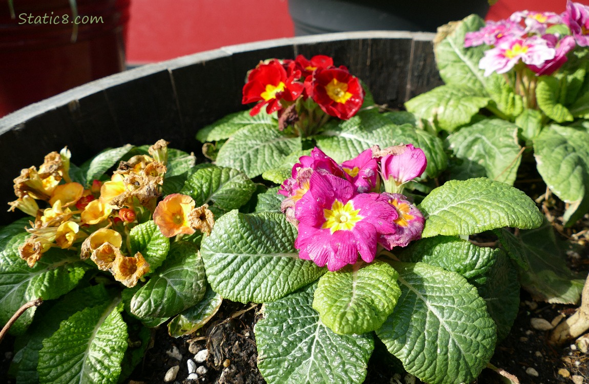 Yellow and pink Primroses in a planter