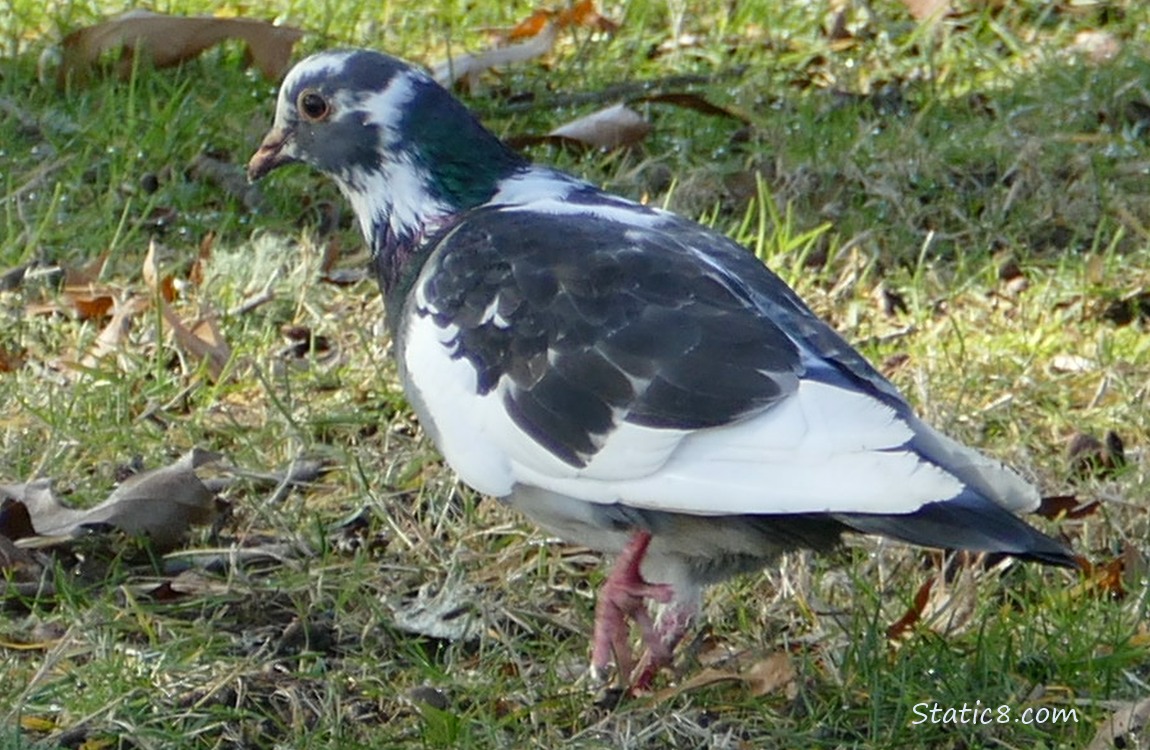 Rock Dove with lots of white walking in the grass