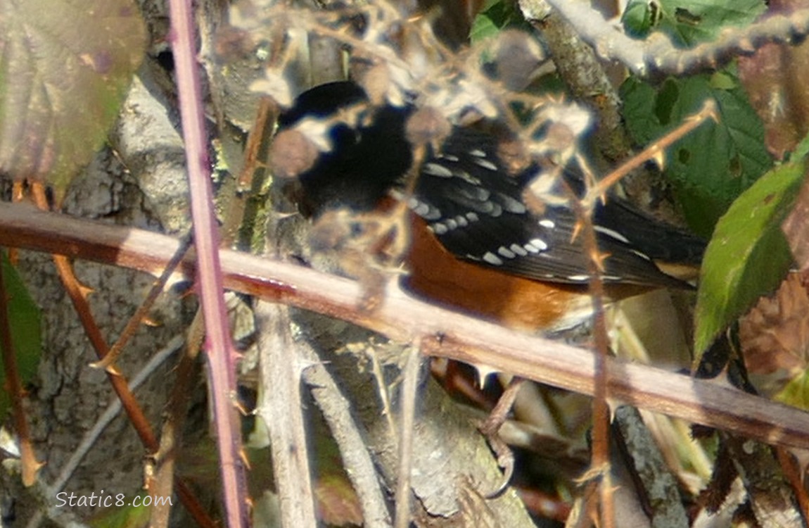 Spotted Towhee behind a vine, you can't see his head