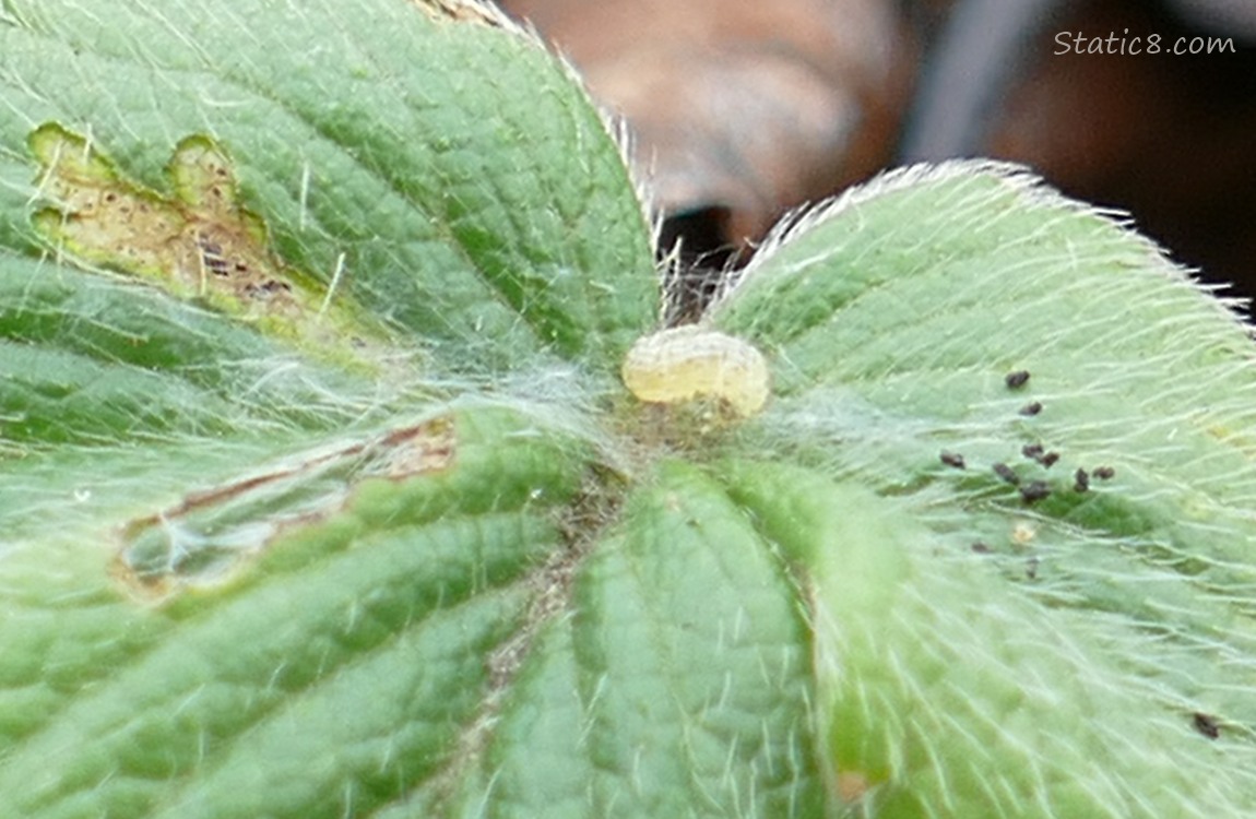 Tiny caterpillar on the Strawberry leaf