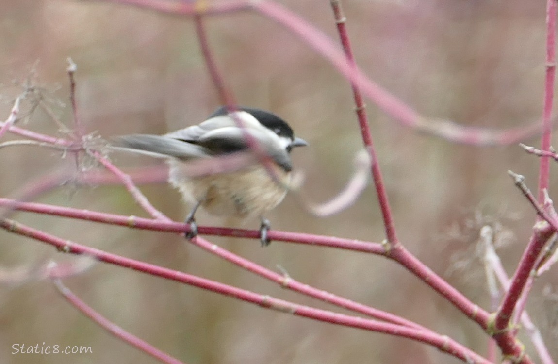 Back end of a Chickadee standing on a red twig