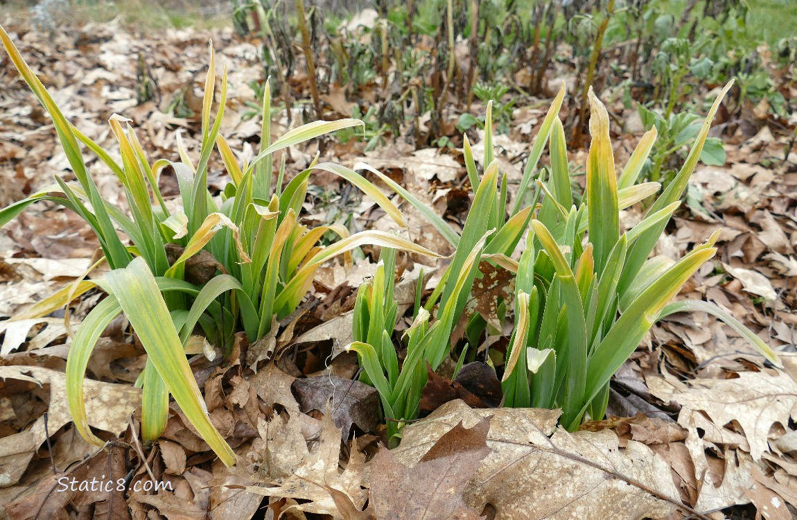 Garlic leaves growing from the leafy mulch