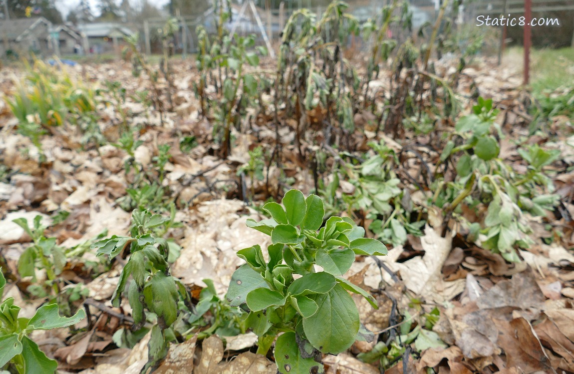 Living fava in front of wilted and dying favas