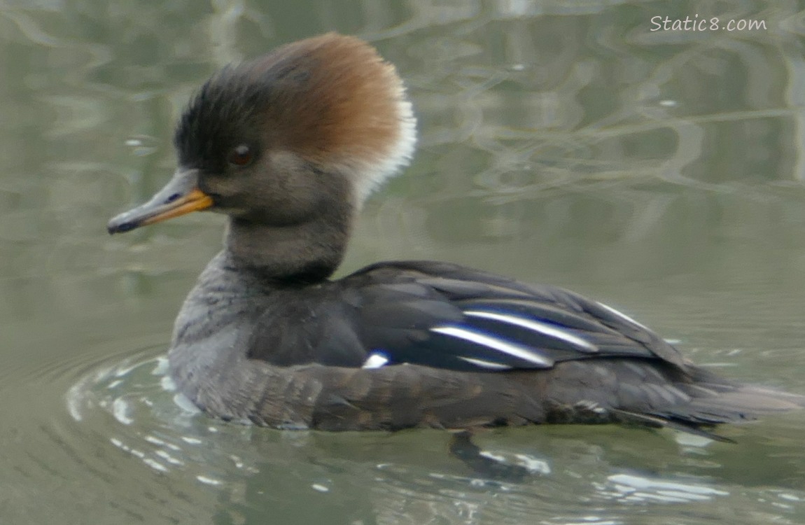 Female Hooded Merganser, paddling on the water