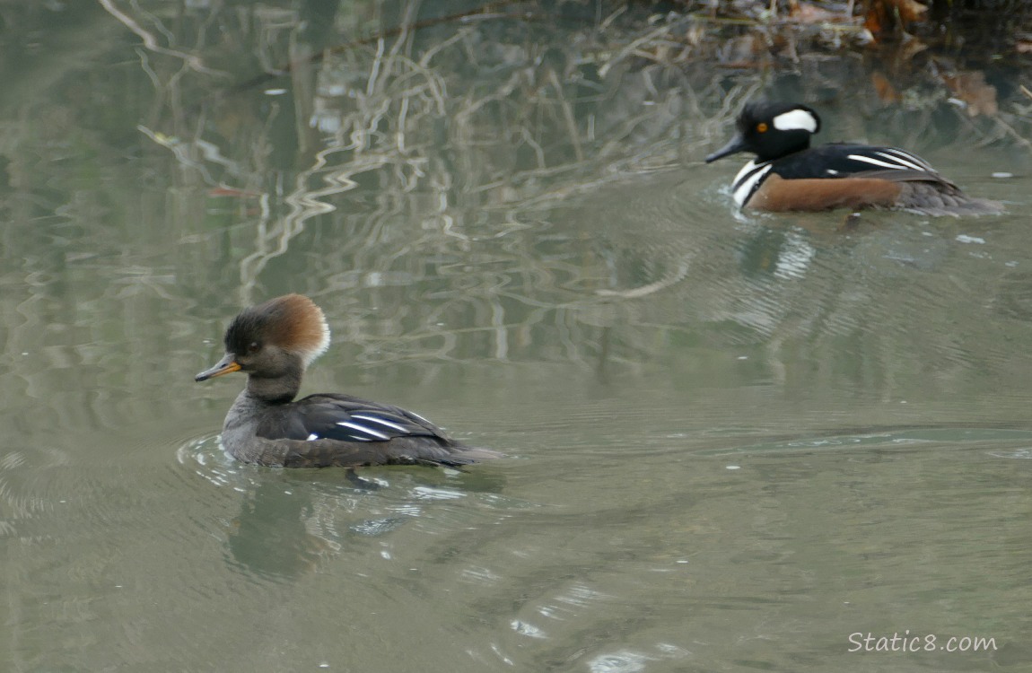 Hooded Merganser pair paddling on the water