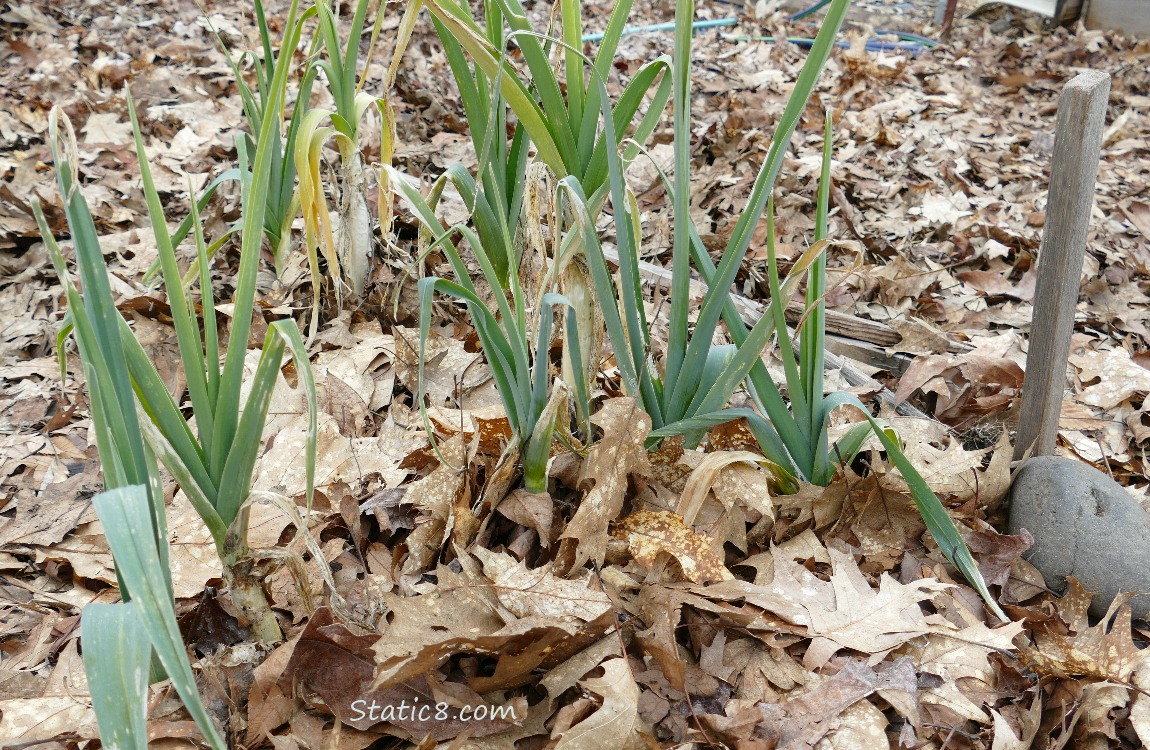 Leek living in the mulch