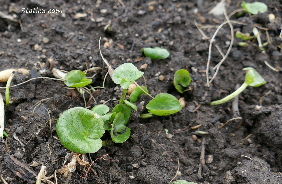 small Lesser Celanding leaves growing out of the soil
