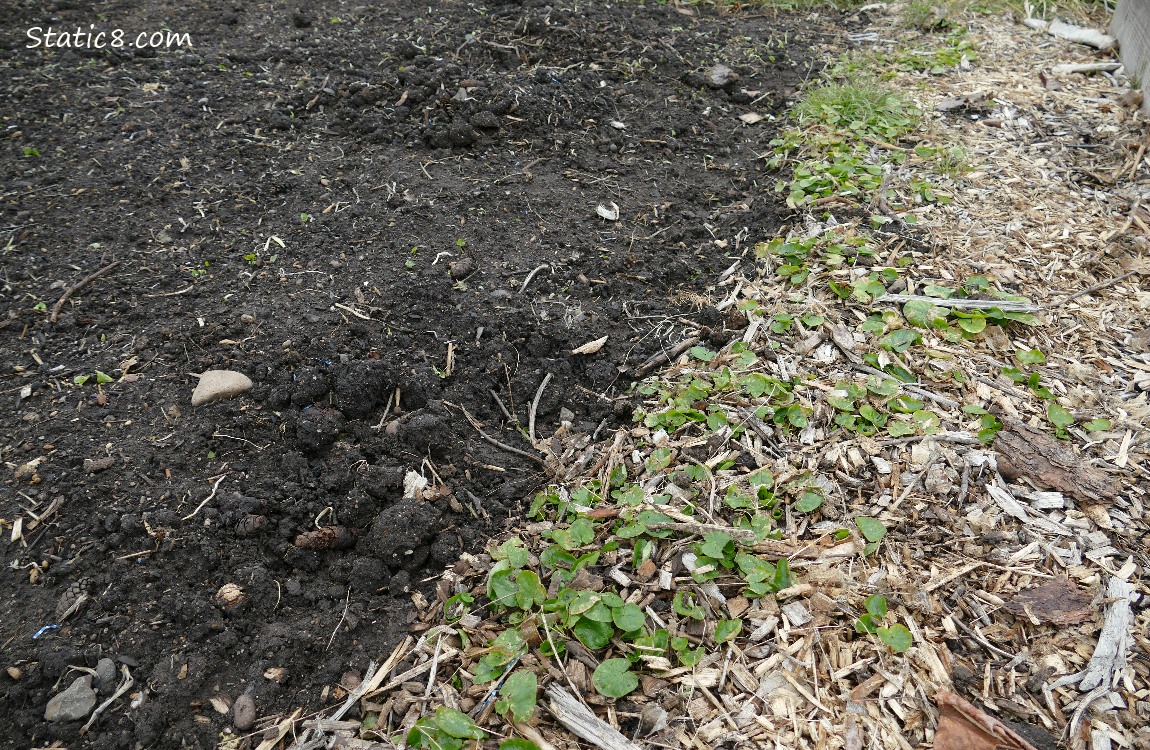 Lesser Celandine growing big along a garden plot border