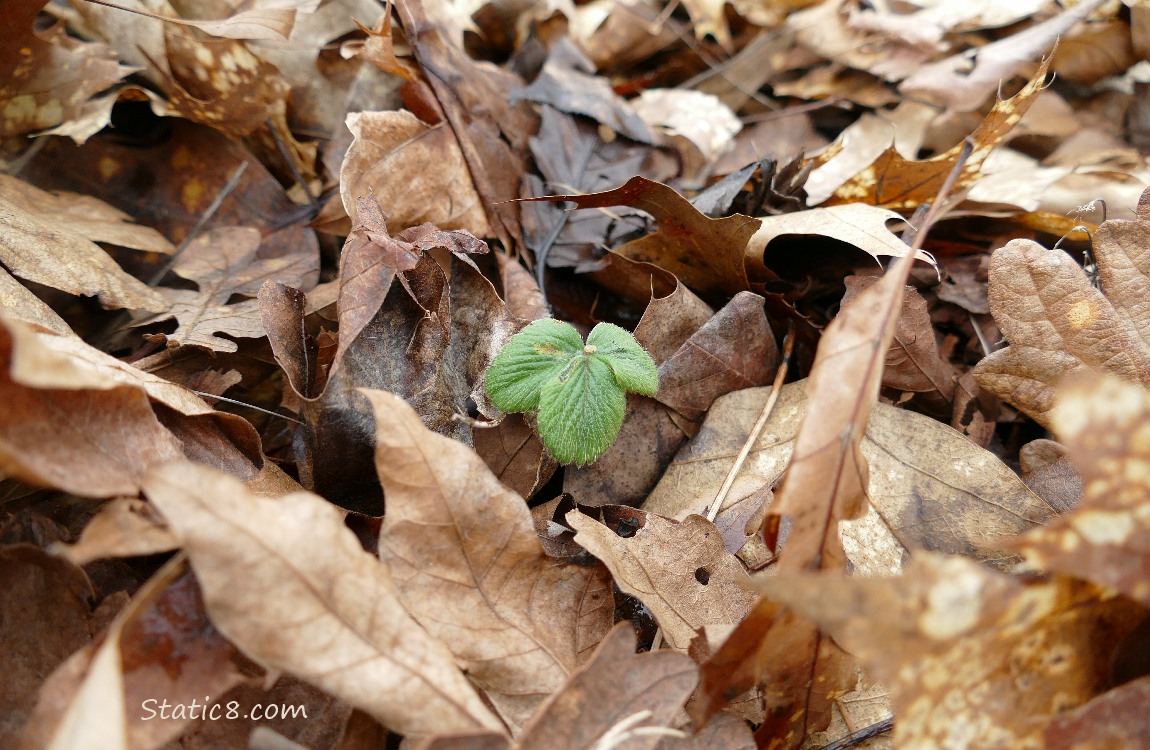 Small Strawberry leaf, poking up thru leafy mulch
