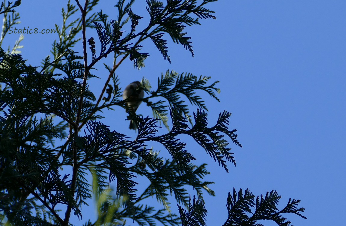 Silouette of fir branches against the blue sky