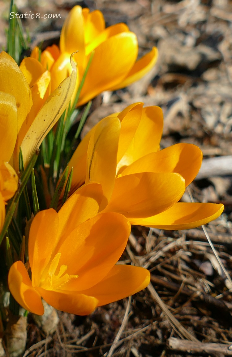 Yellow Crocus blooms