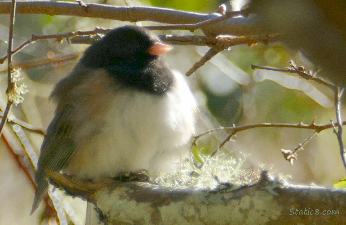 Junco sitting on a mossy branch