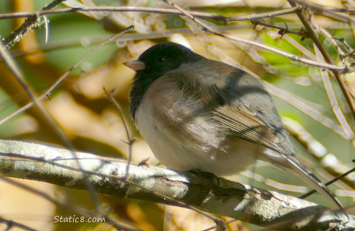 Junco standing on a branch