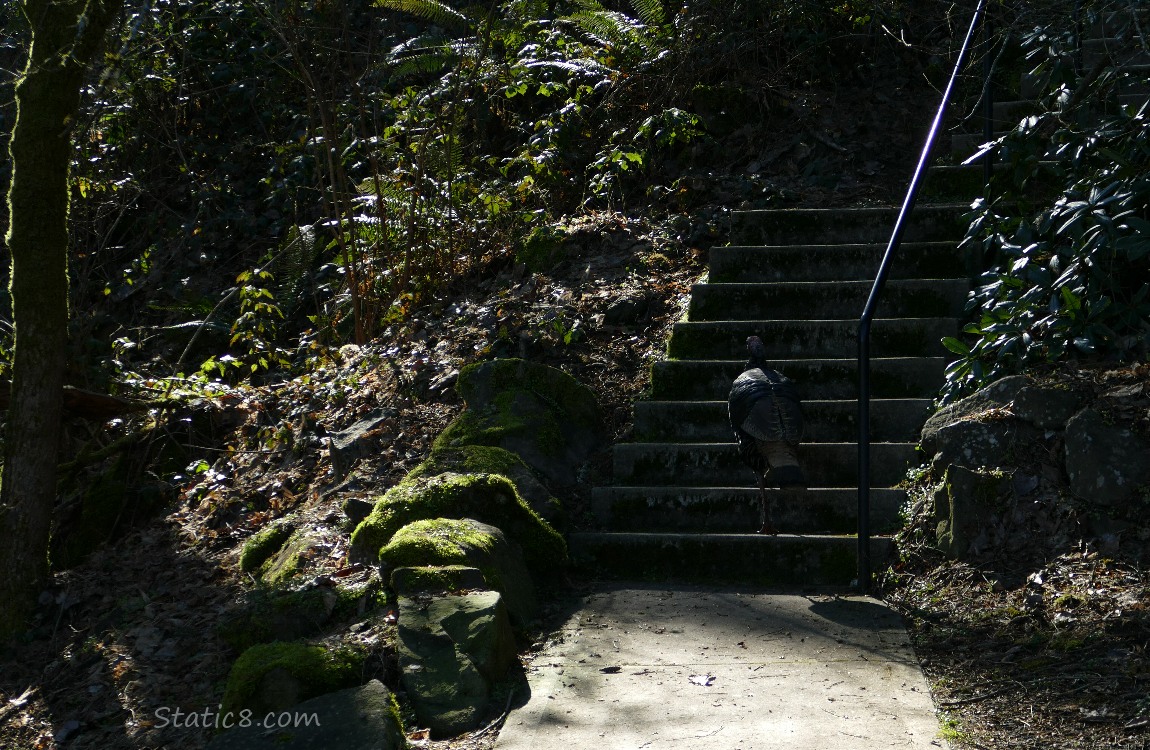 Wild Turkey walking up a trail stair