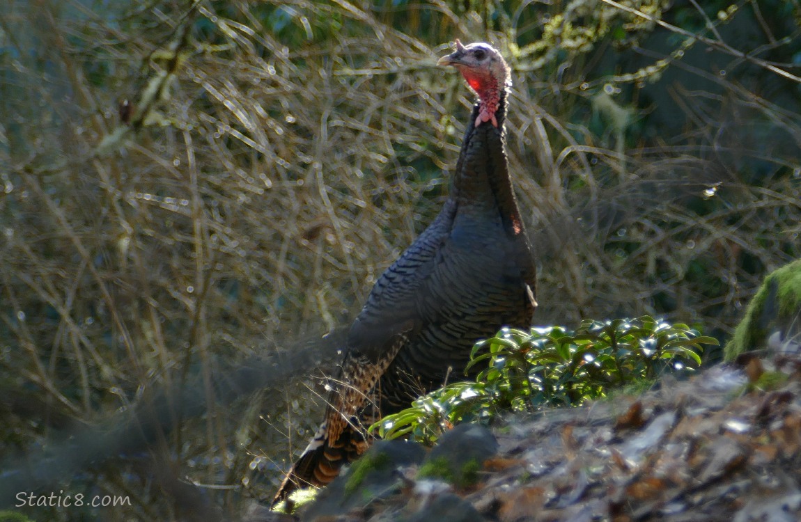 Wild Turkey