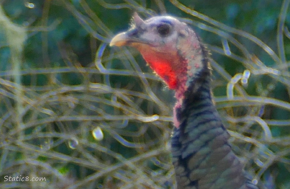 Close up of a wild turkey