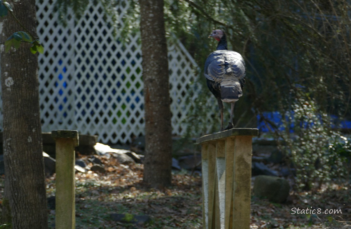 Wild Turkey standing on a wood railing