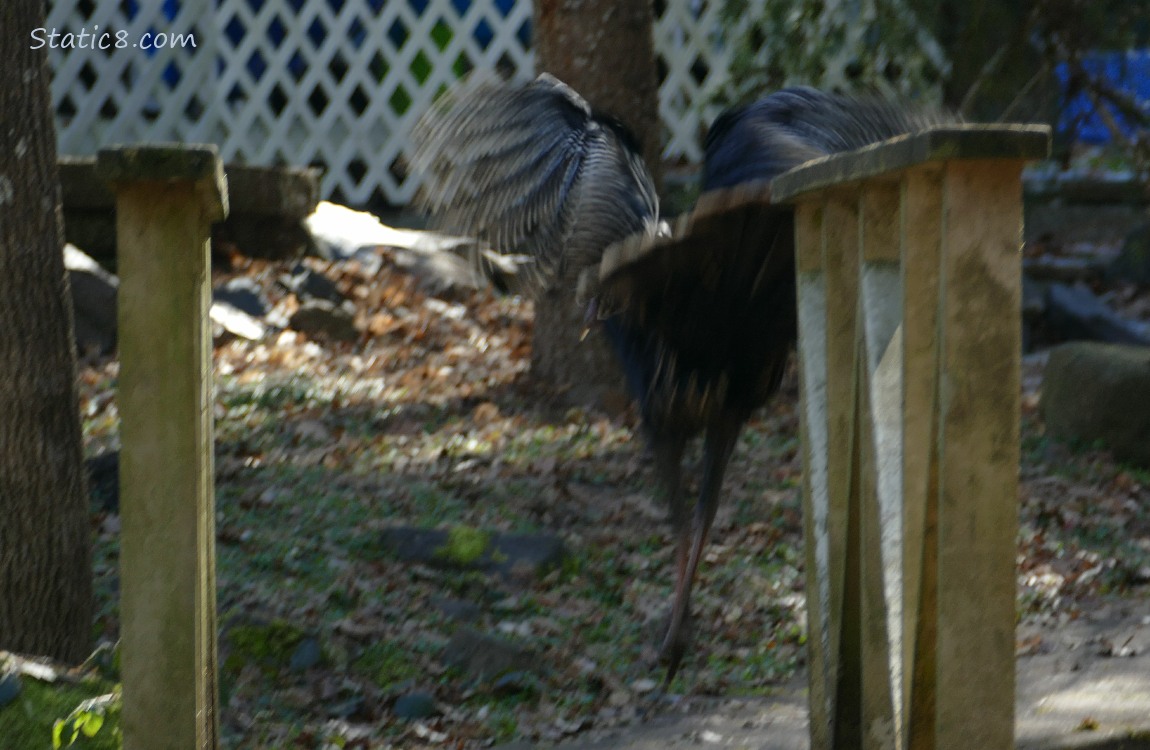 Wild Turkey jumping down from a wood railing