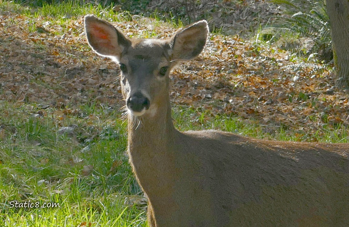 Black Tail Deer standing in the grass