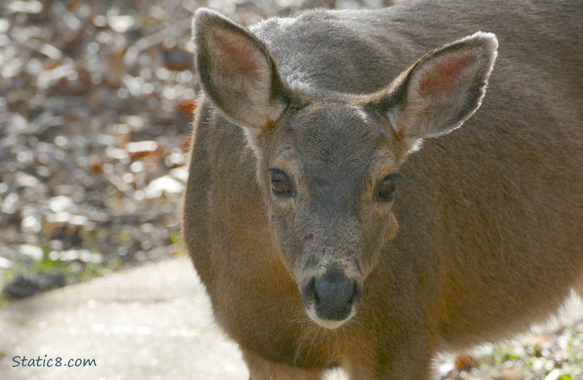 Black Tail Deer looks