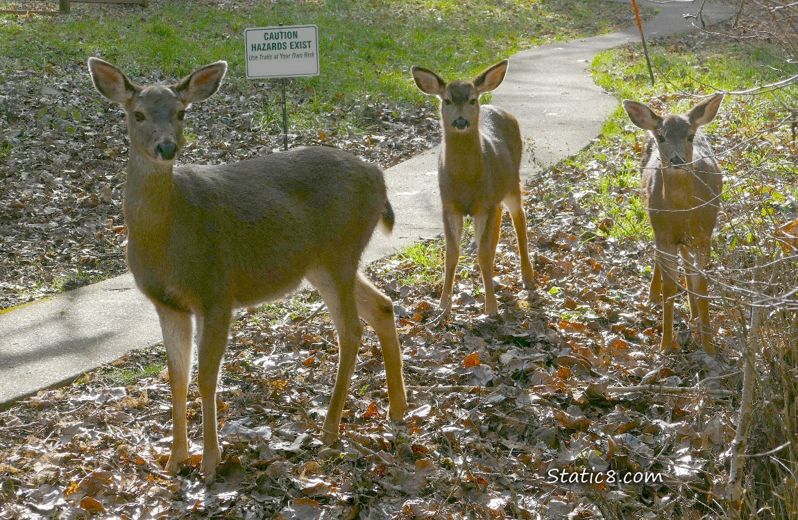 Three Black Tail Deers near the path