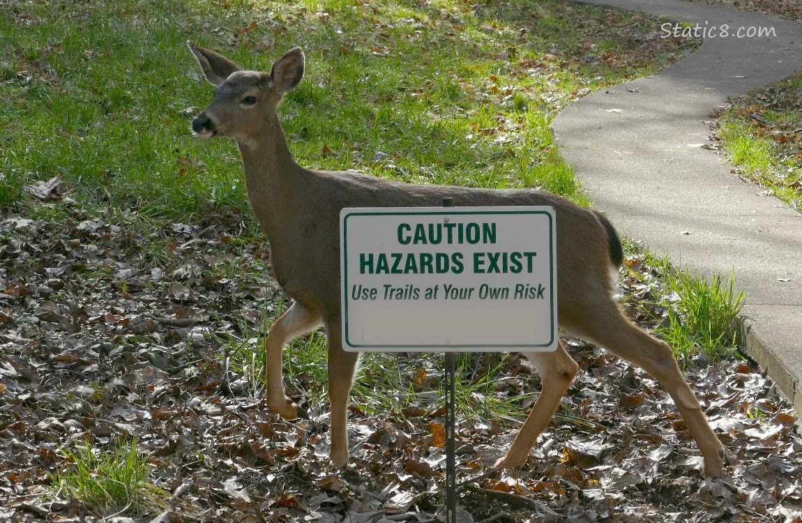 Black Tail Deer behind a sign that says Caution Hazards Exist