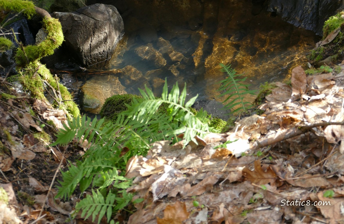 Pool with ferns and moss