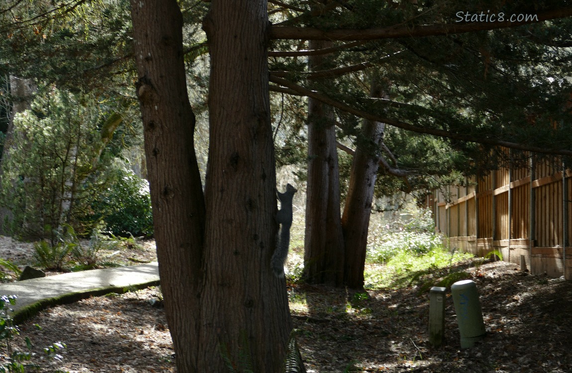 Trail thru woods, with a squirrel hanging on the side of a tree trunk