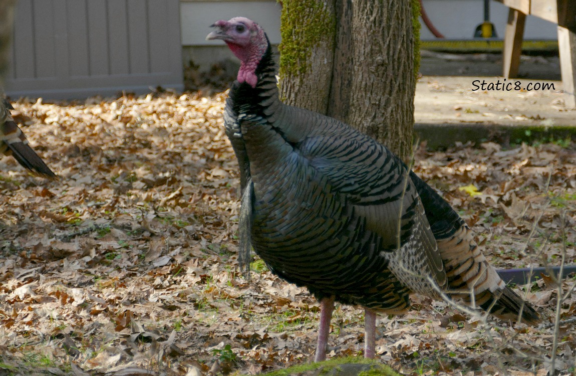 Wild Turkey standing on fallen autumn leaves