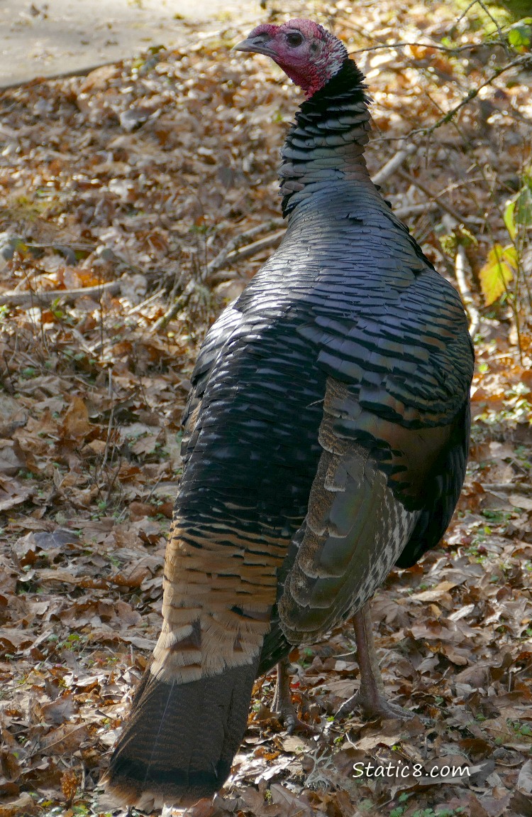 Wild Turkey standing on fallen autumn leaves