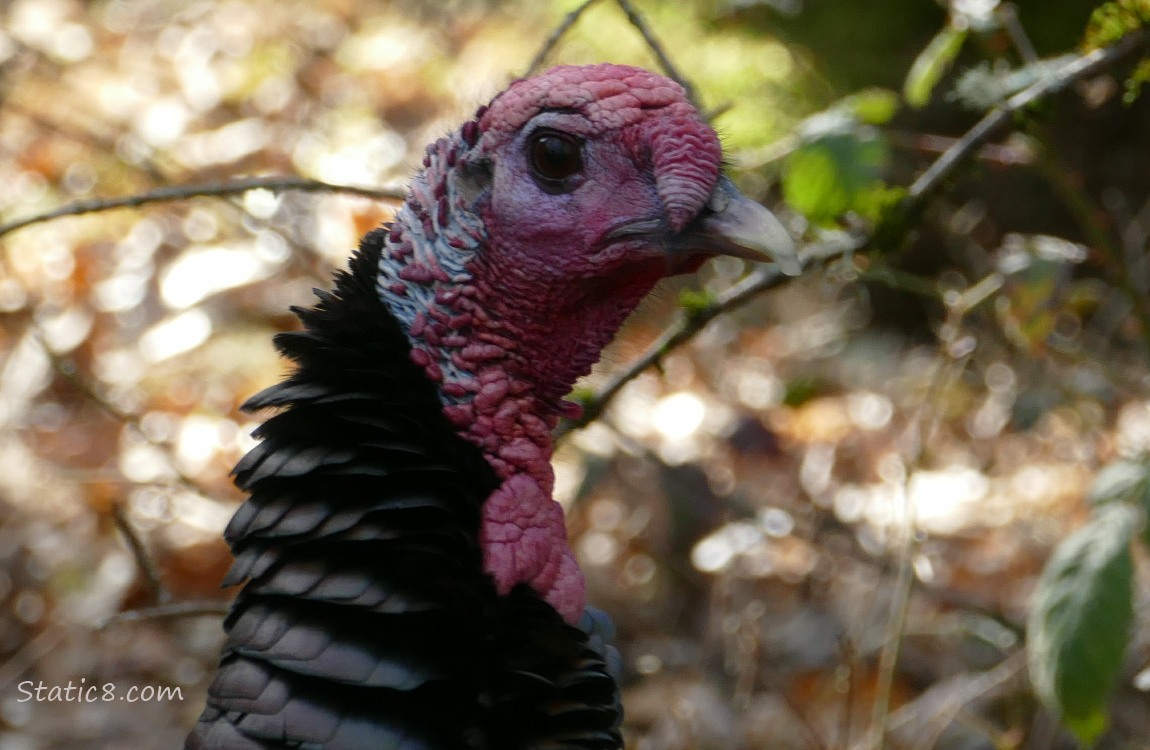 Close up of a Wild Turkeys face