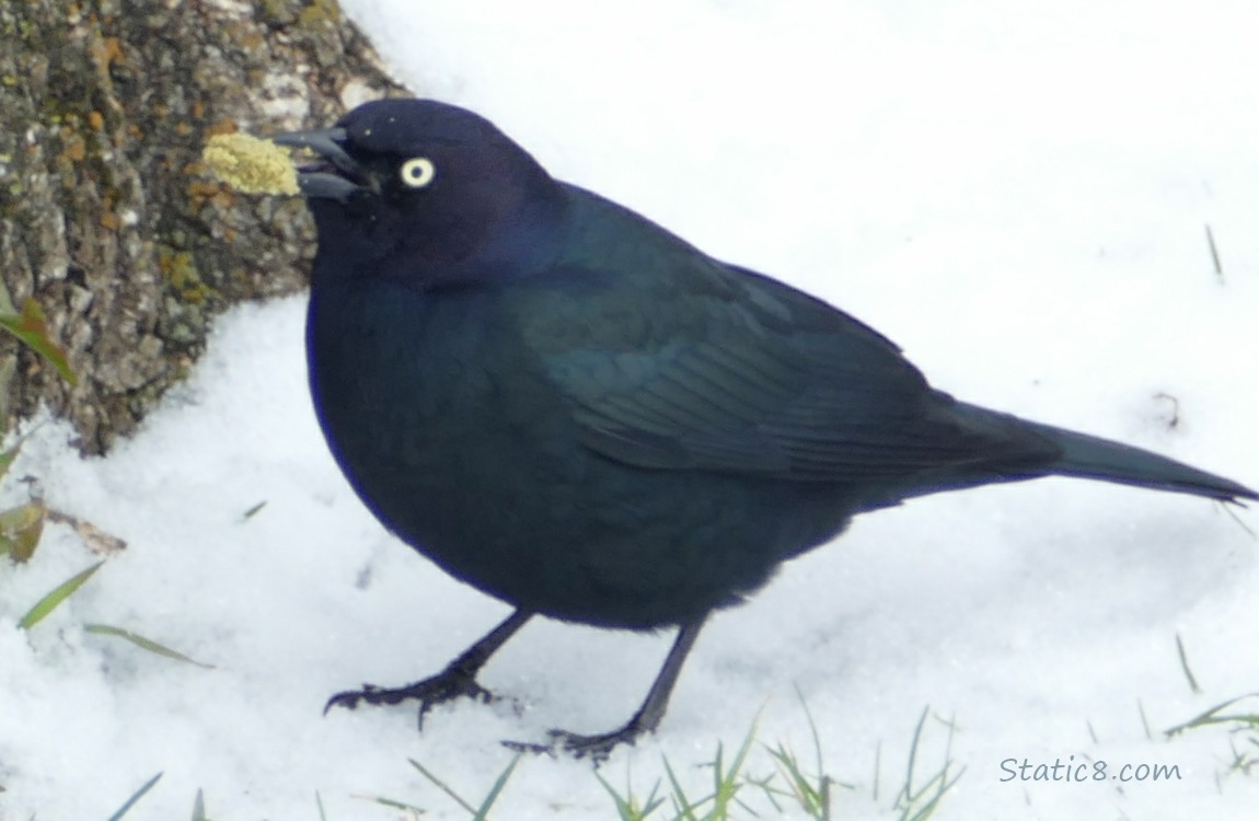 Brewer Blackbird standing on snow holding food in his mouth