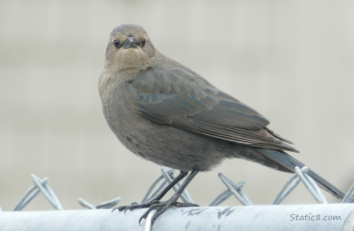 Female Brewer Blackbird standing on a chain link fence