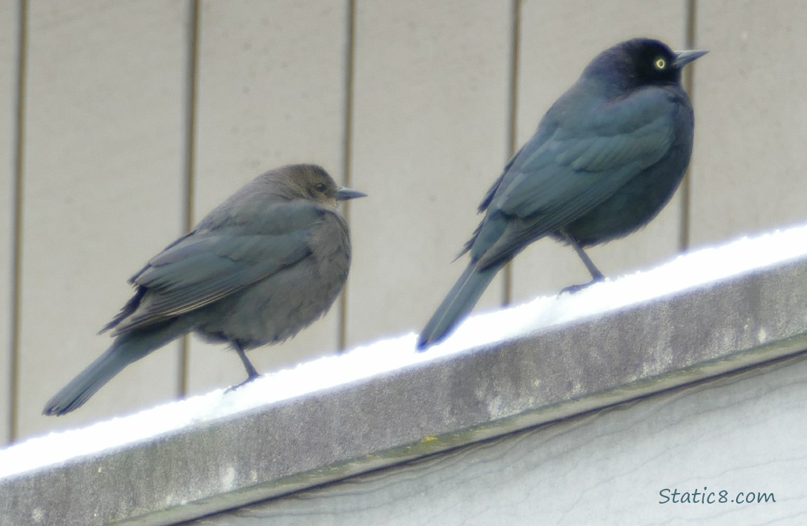 a pair of Brewer Blackbirds standing on a snowy ledge