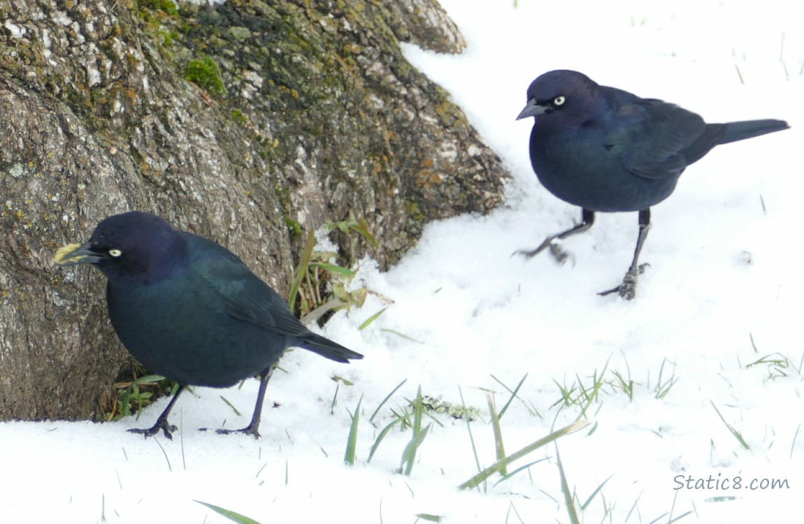 Brewer Blackbirds standing in the snow near a tree trunk