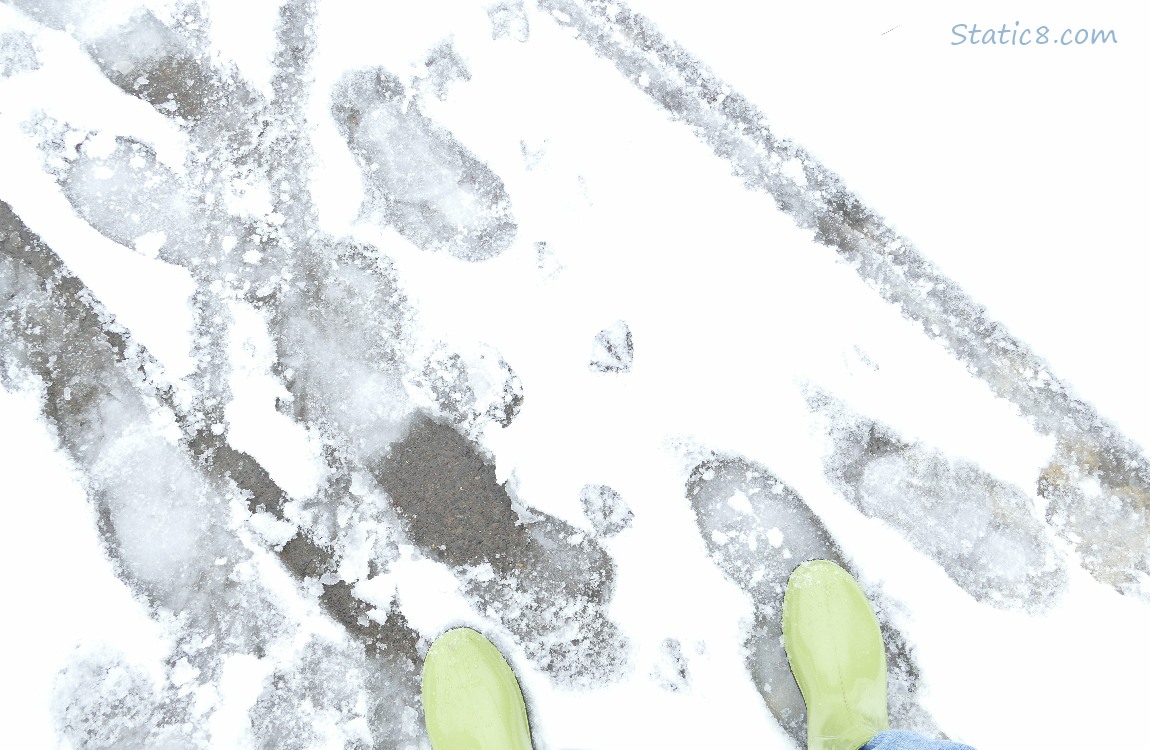 Boot prints and duck foot prints in the snow