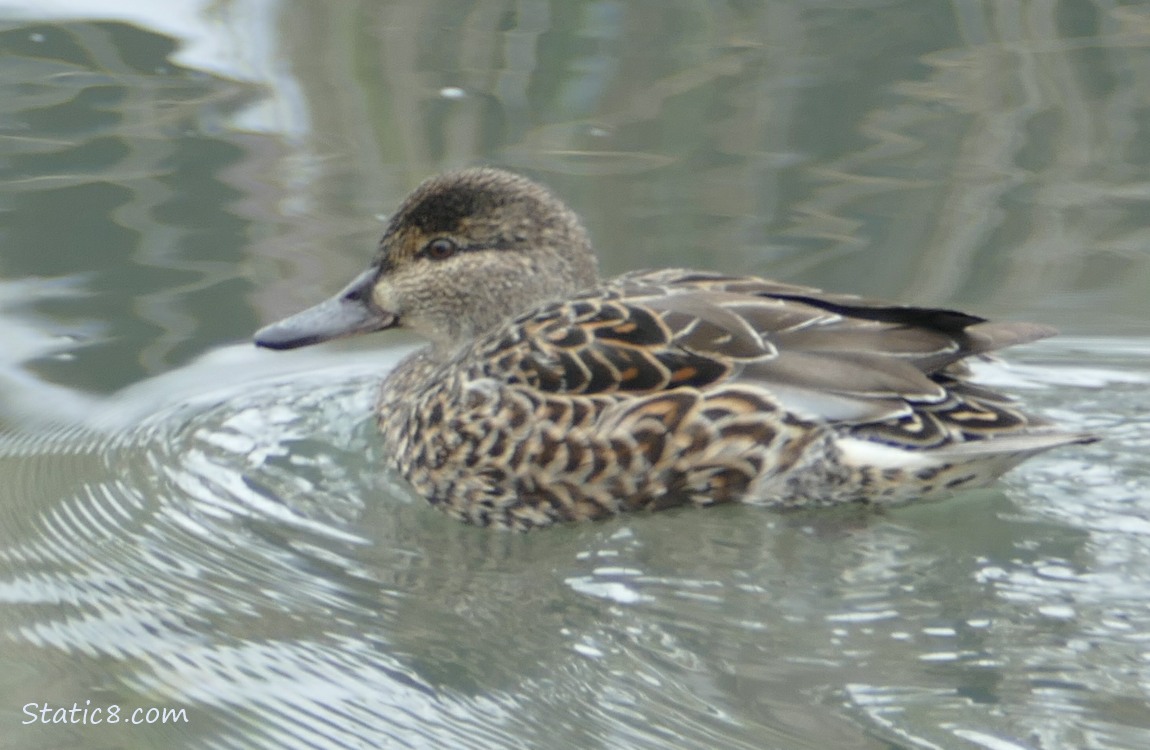 Green Wing Teal paddling in the water
