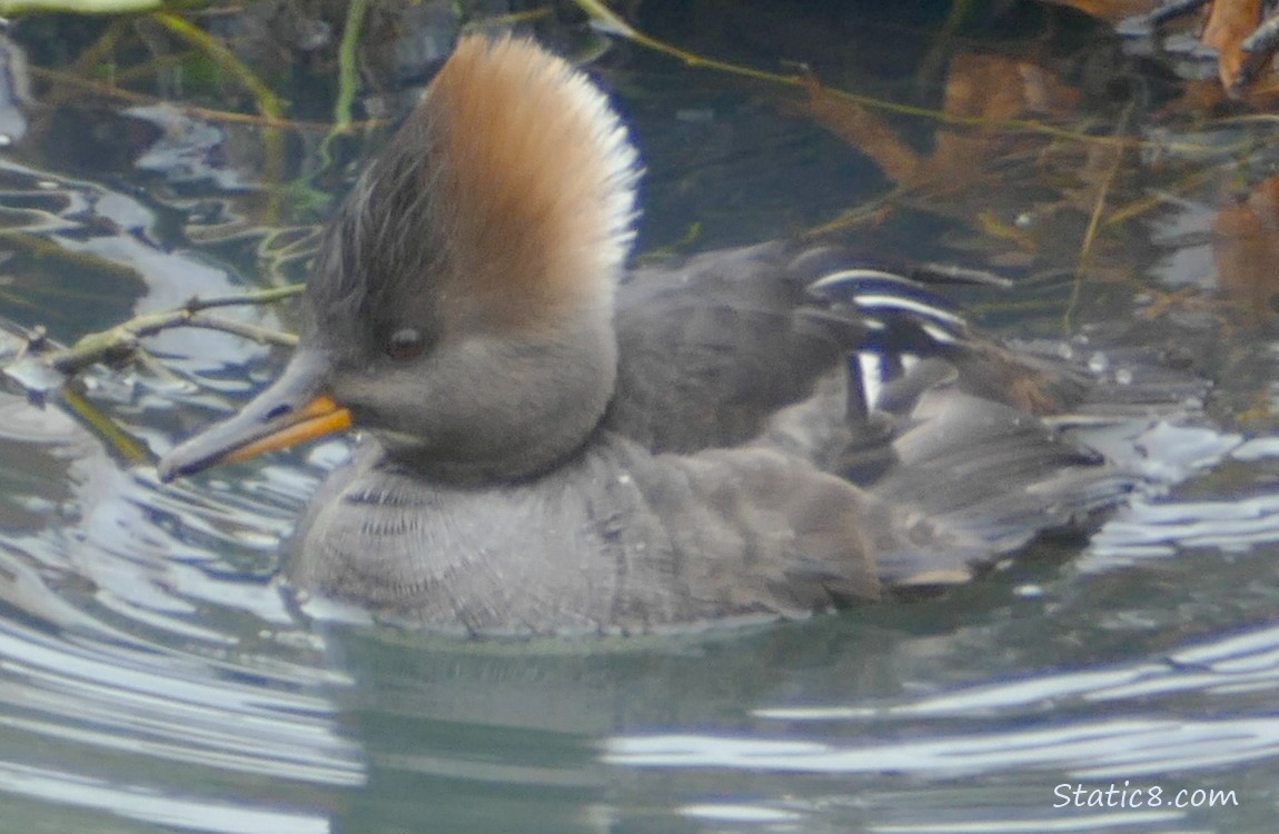Female Hooded Merganser paddling on the water