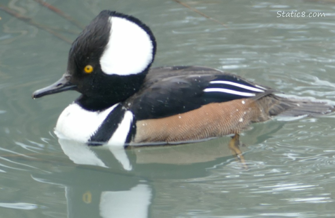 Male Hooded Merganser paddling on the water