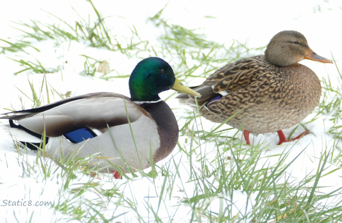 Male and female Mallard sitting in the snow.