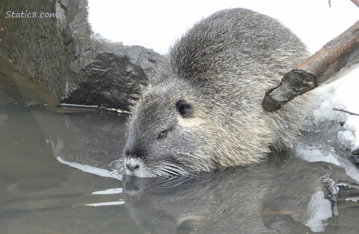 A Nutria standing in shallow water at the bank of the creek