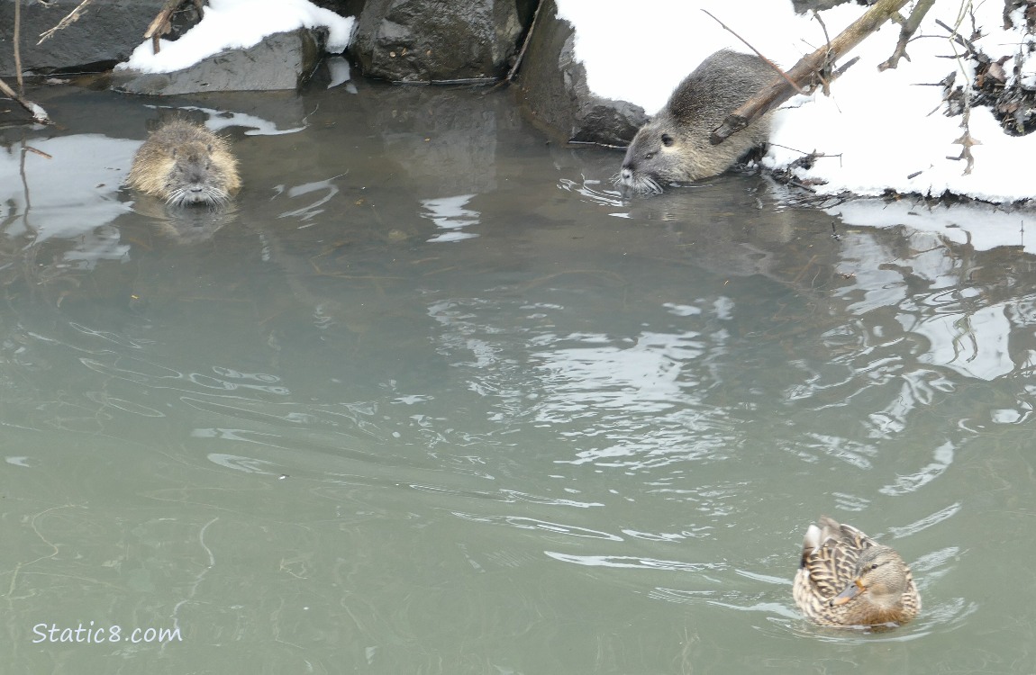 Two Nutrias standing in the water near the snowy bank of the creek