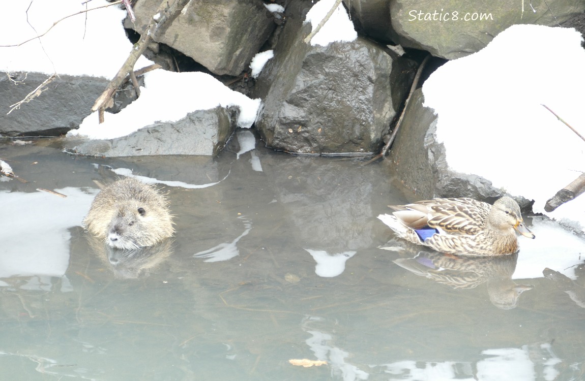 Nutria standing in water near the snowy bank while a female Mallard paddles by