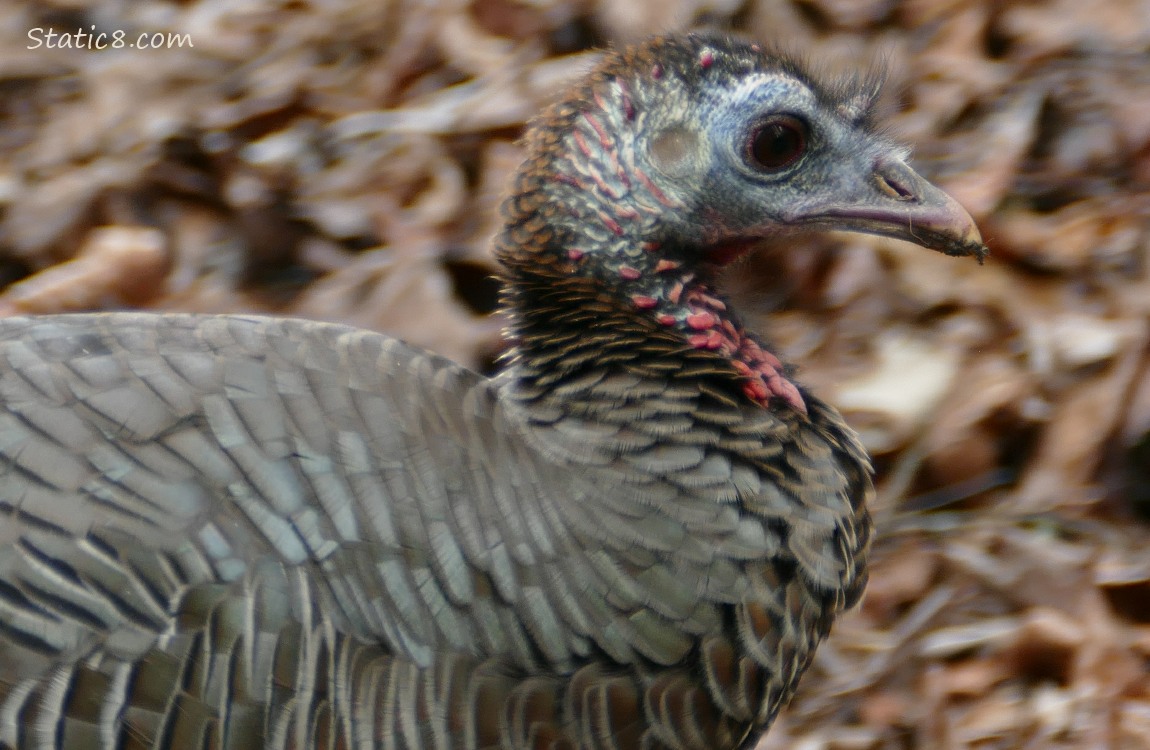 Close up of a Wild Turkey